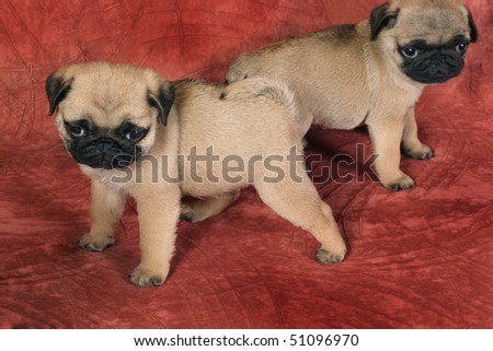 Two puppy pug in front of  red background.