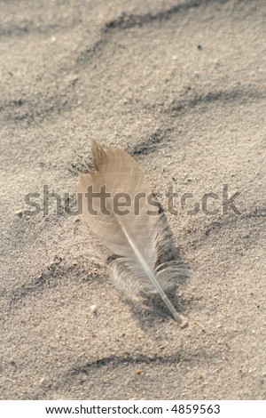 Lone feather in the sand on Florida Gulf Coast
