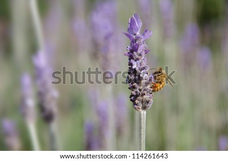 Landscape of Honey Bee on Lavender with lavender