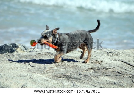 Shutterstock Puzzlepix