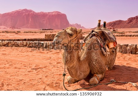 Camel in the desert of Jordan. Wadi Rum