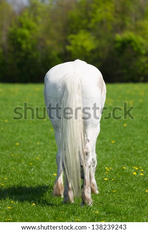 White horse with a long tail from behind on a green field