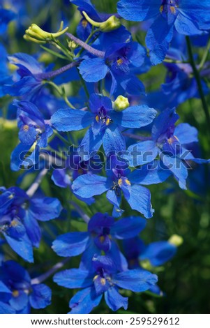 Blue flowers of Lobelia