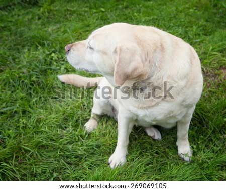 An obese golden labrador retriever looking to the left while sitting in the grass