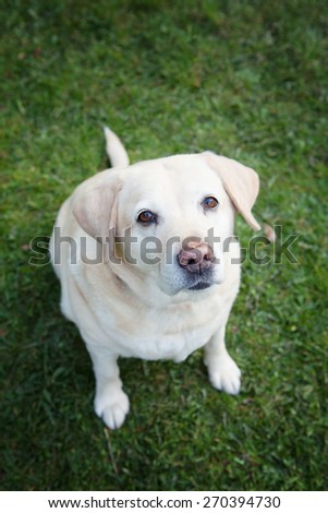 An  experienced golden Labrador retriever sitting on grass looking at you