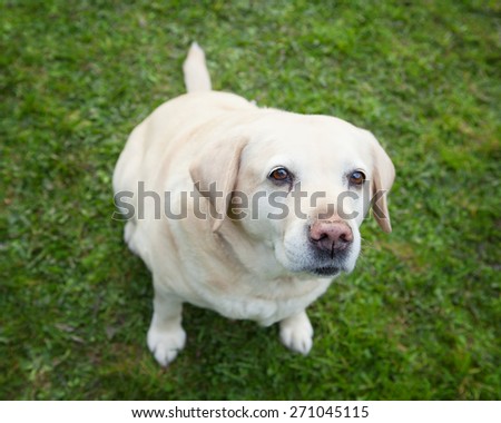 An old  golden labrador retriever sitting on grass looking at you