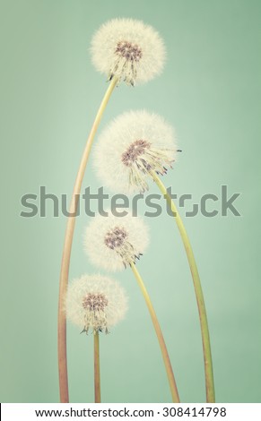 Four dandelions ranging in size on a light teal background