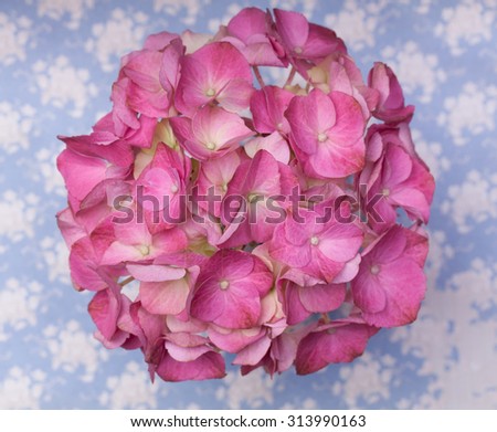 Hot pink hortensia flowers on a blue background with white splashes