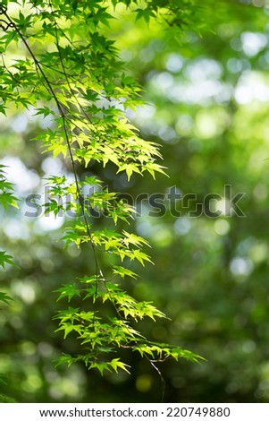 Green leaves of Japanese maple