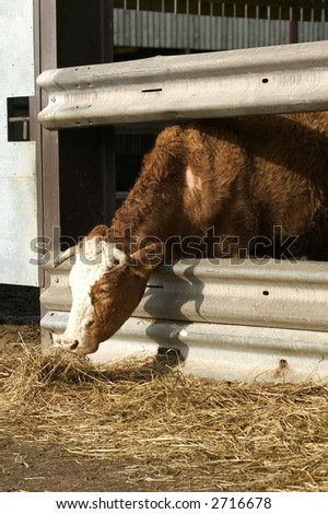 Brown cow stretching it\'s neck through the barn railing to eat some hay