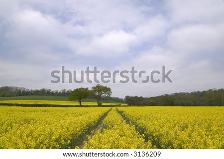 Summer landscape of a canola field with a tractor path leading the eye