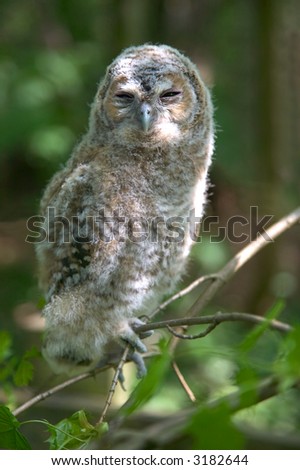 Wild baby Tawny owl sitting on a branch in sun dappled woodland after it\'s first flight.