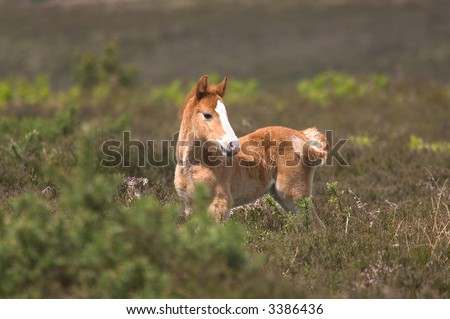 Wild horse foal standing amongst the heather.