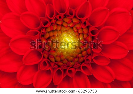 Close up photo of a red dahlia flower