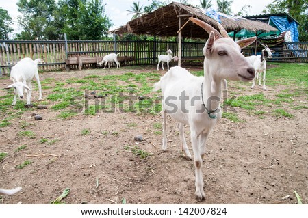 Goats   in the outdoor  farm .