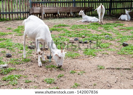 Goats feeding  in the outdoor  farm .
