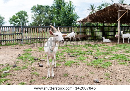 Goats   in the outdoor  farm .