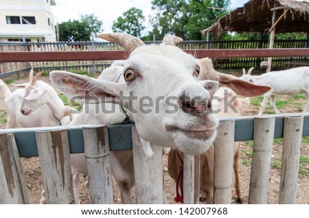 Closeup of Goats face  in the outdoor  farm .