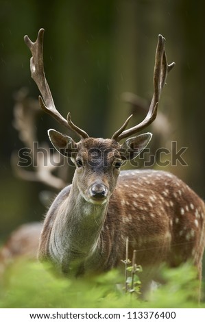 deer hunting shot