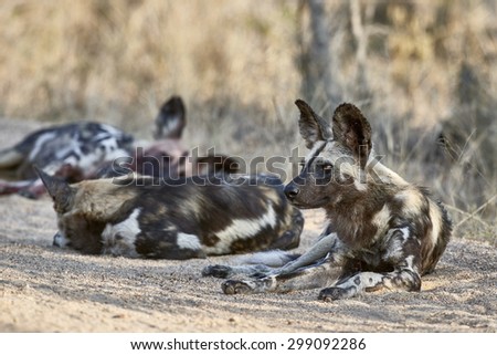 A pack of wild dogs on a dirt road