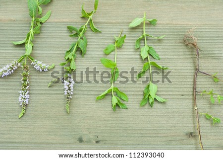 peppermint herbal plants on wooden