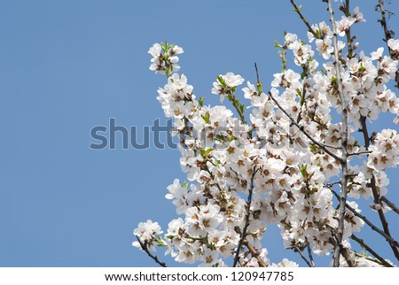 fresh almond flowers and blue sky