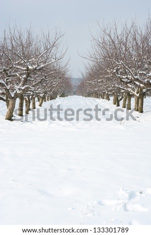 apple orchard at winter, sunshine