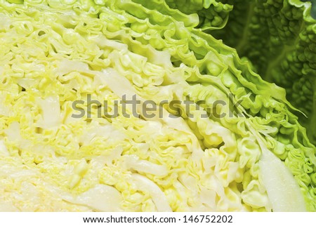 cabbage leaf detail