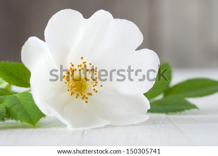 white field rose flower on bright wooden surface