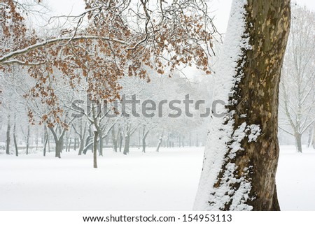 Similar – Image, Stock Photo street Tree trunk Winter