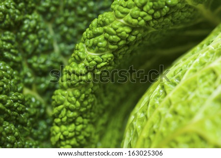 cabbage leaf detail