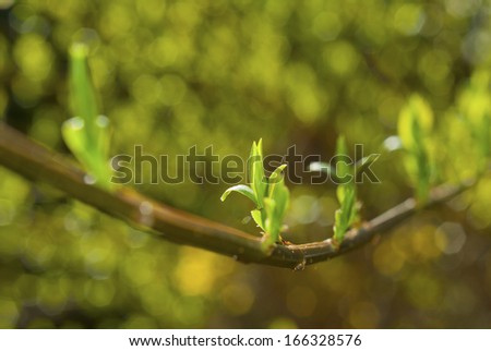 sprouting leaves on a twig in a row at spring