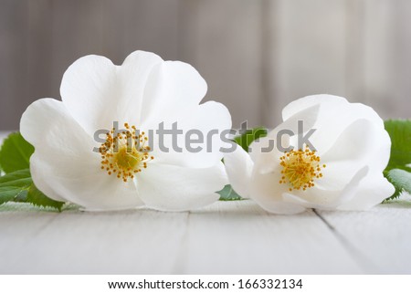 white field roses flower on bright wooden surface