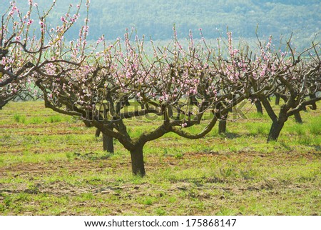 peach orchard blossoming