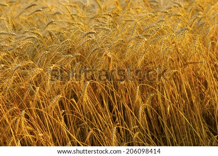 wheat field near harvest