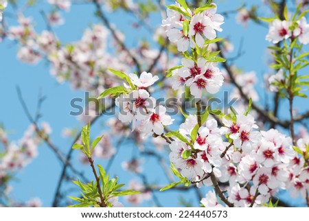 beautiful almond flowers