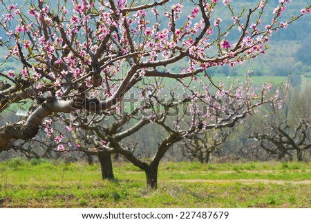 peach orchard blossoming at spring
