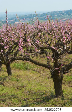 peach orchard at springtime