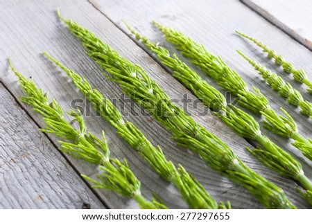 horsetail herbal plants on weathered old wooden table
