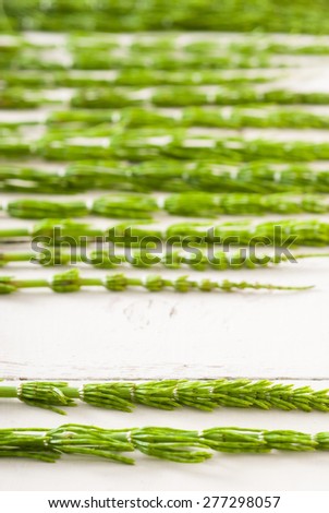 horsetail herbal plants on aged bright wooden table