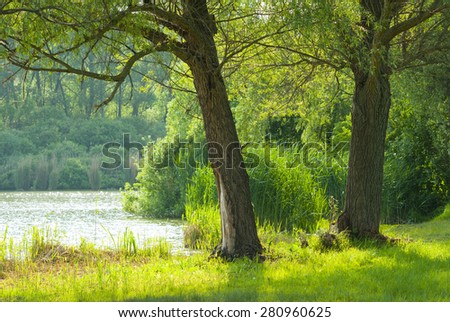 willow trees on waterfront, focus on foreground tree
