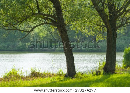 willow trees on waterfront, focus on foreground tree