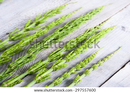 horsetail herbal plants on weathered old wooden table