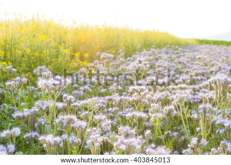 Image, Stock Photo Flowering field with tansy and various flowering plants as an insect paradise, in the background an old building and trees