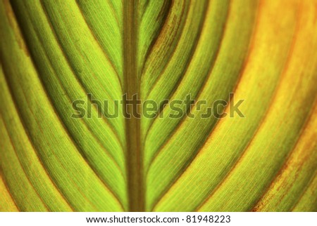 multicolored leaf detail, shallow depth of field image