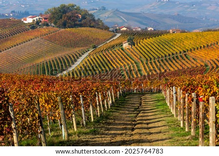 Rows of colorful autumnal vineyards on the gills of Langhe in Piedmont, Northern Italy.