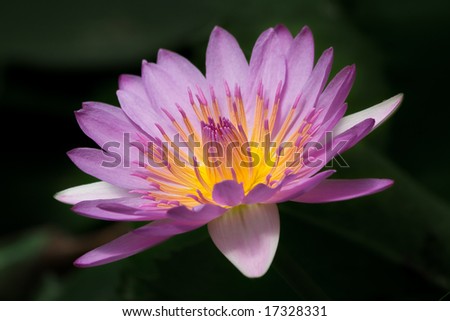 Horizontal closeup image of beautiful purple water lily on black background.