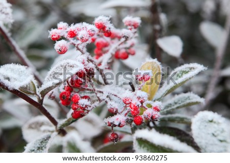 Red berries covered by rime frost. Piedmont, Northern Italy.