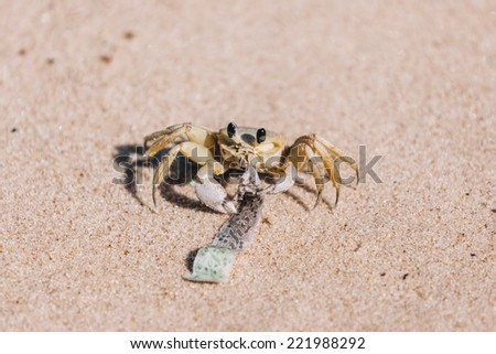 PRAIA DO FORTE, BAHIA, BRAZIL - SEPTEMBER 17: Ocypode quadrata  (known as Maria Farinha and Atlantic ghost crab), carries excise stamp on the Praia do Forte beach, Bahia, Brazil on September 17, 2014.