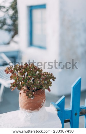 Flower pot as a detail of decor near fence entrance in Oia, Santorini, Greece.